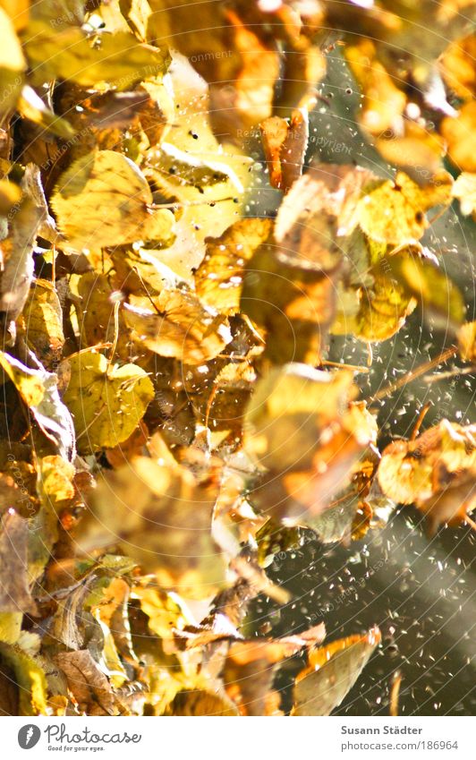 flyers Autumn Plant Tree Leaf Park Meadow Blossoming To fall Flying Playing Blonde Brown Yellow Gold Freedom Aviation Dirty Whirlwind Nature Colour photo Detail