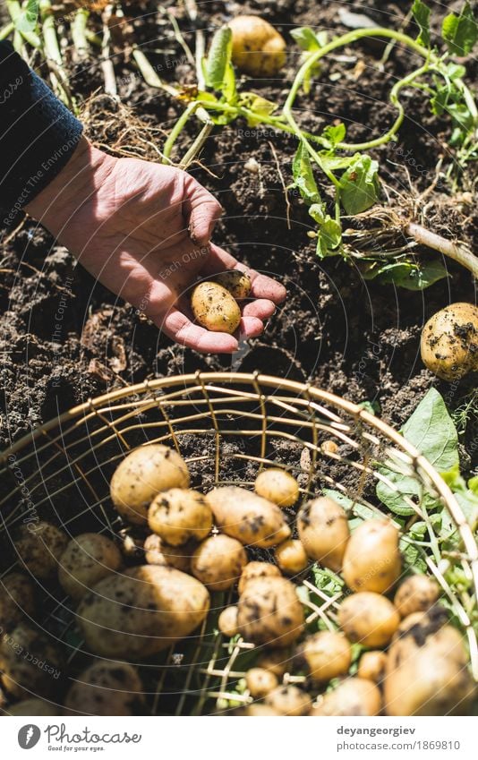 Woman harvest potatoes from the garden Vegetable Summer Garden Gardening Hand Culture Nature Plant Earth Dirty Fresh Natural Potatoes food Crops Harvest Farm