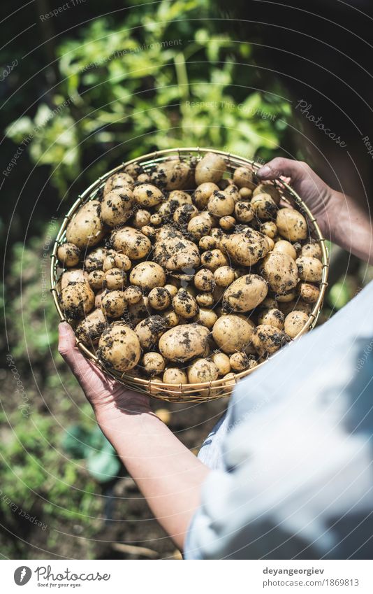 Woman harvest potatoes from the garden Vegetable Summer Garden Gardening Hand Culture Nature Plant Earth Dirty Fresh Natural Potatoes food Crops Harvest Farm