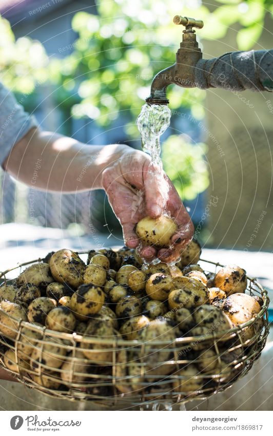 Washing freshly harvested potatoes Vegetable Bowl Woman Adults Hand Plant Fresh Natural Clean Green Potatoes Farm agriculture processing water washed Organic