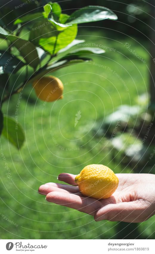 Young lemon tree and fruit. Fruit Happy Summer Garden Human being Girl Woman Adults Hand Nature Tree Fresh Natural Yellow Green White Lemon young healthy food
