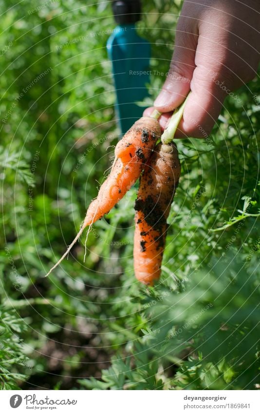 Woman harvest carrots Vegetable Vegetarian diet Garden Gardening Adults Hand Plant Earth Growth Fresh Green Carrot Organic Harvest food bunch healthy