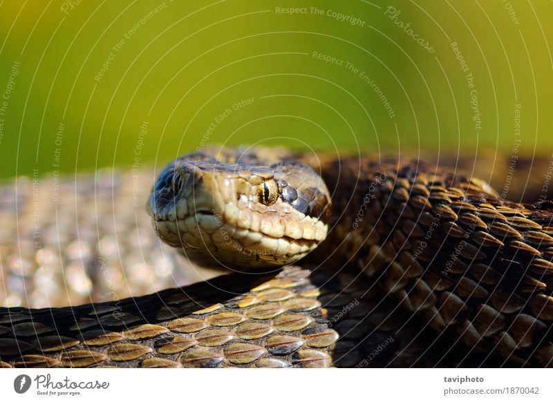 portrait of the rarest snake in europe Woman Adults Nature Animal Meadow Snake Small Wild Brown Fear Dangerous Colour Reptiles scales rakosiensis Photography