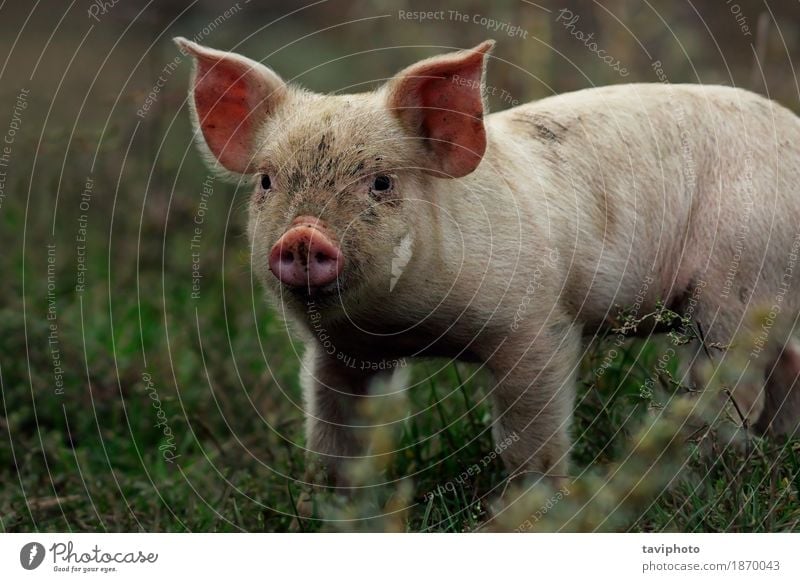 portrait of young pig Meat Happy Beautiful Face Industry Baby Nature Animal Stand Dirty Small Funny Cute Pink White Colour Pigs Farm head livestock Piglet