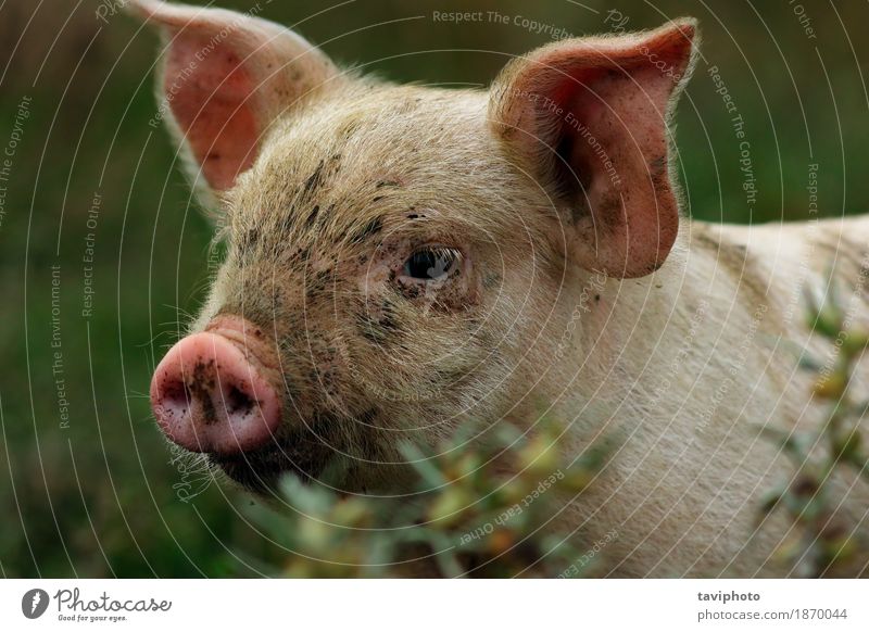 portrait of young pig Meat - a Royalty Free Stock Photo from Photocase