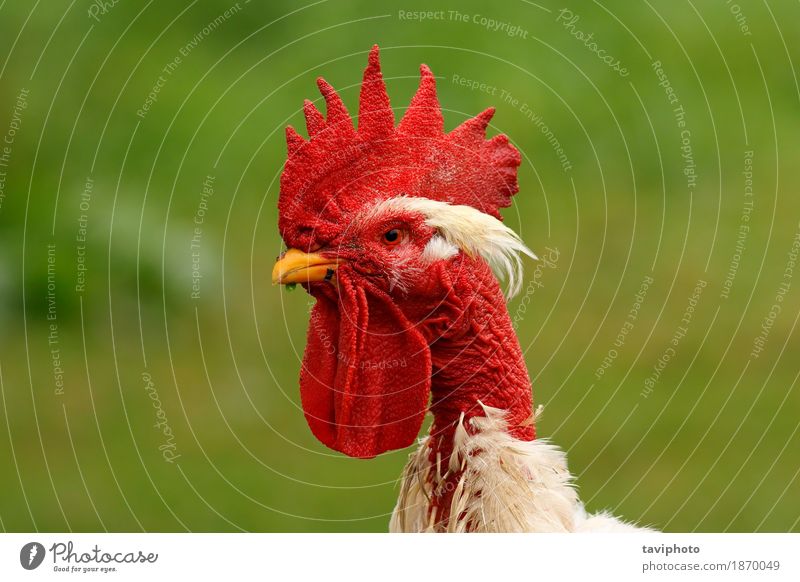 rooster portrait on green background Beautiful Garden Man Adults Nature Landscape Animal Bird Stand Natural Green Red White Pride Rooster poultry Agriculture