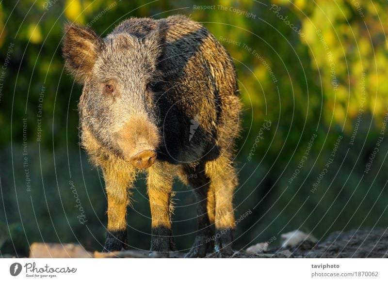 wild hog in a glade Hunting Environment Nature Animal Autumn Forest Fur coat Hair Dark Large Wild Brown Green Dangerous Pigs scrofa Glade Snout sus wildlife