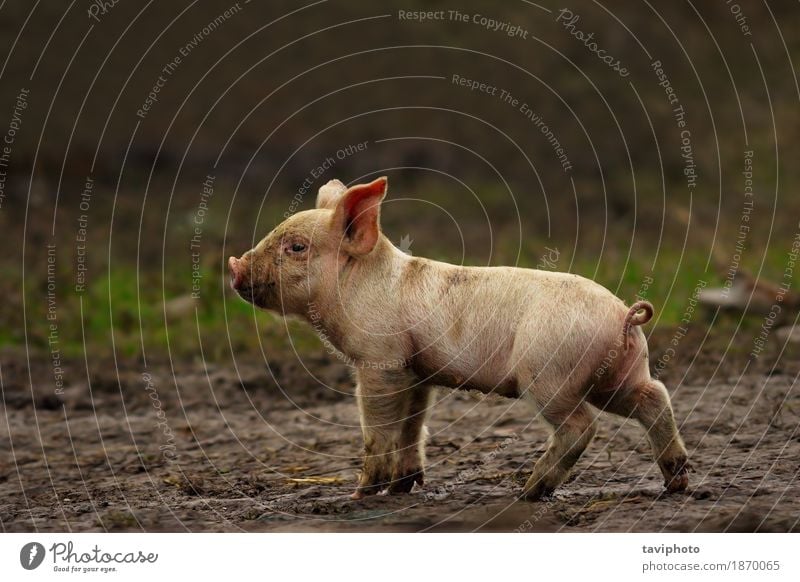 portrait of young pig Meat - a Royalty Free Stock Photo from Photocase
