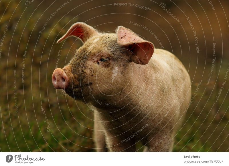 young pink pig portrait Meat Joy Beautiful Group Animal Baby animal Stand Dirty Small Funny Cute Pink Black White Colour Pigs Farm agriculture Mammal Domestic