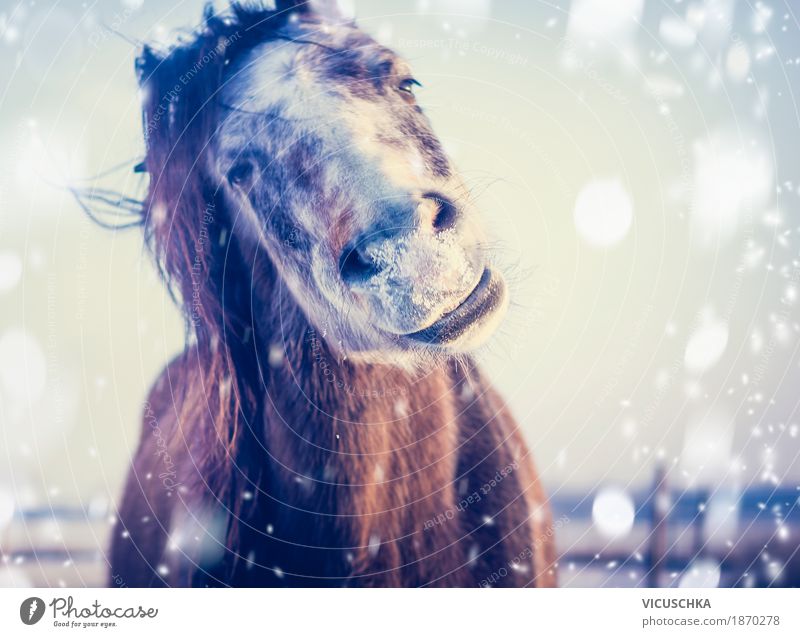 Horse enjoys winter and snow Lifestyle Joy Winter Snow Nature Sky Beautiful weather Animal 1 Design Frost Grinning Humor Portrait photograph Smiling