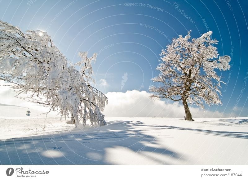 Nice and cold!!! Vacation & Travel Tourism Trip Winter Snow Winter vacation Sky Cloudless sky Sun Climate Beautiful weather Ice Frost Tree Bright Blue White