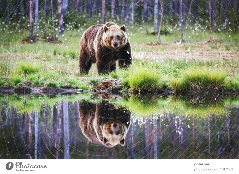 Bear Valerie Brown bear Wild animal Wilderness Nature Environment Animal Hunting Hunter Pelt Threat Fear Master Petz Mythical creature Finland Appetite