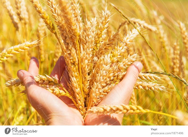 Wheat in the hands Bread Summer Agriculture Forestry Woman Adults Hand Fingers Nature Landscape Plant Sunlight Autumn Beautiful weather Meadow Field Growth