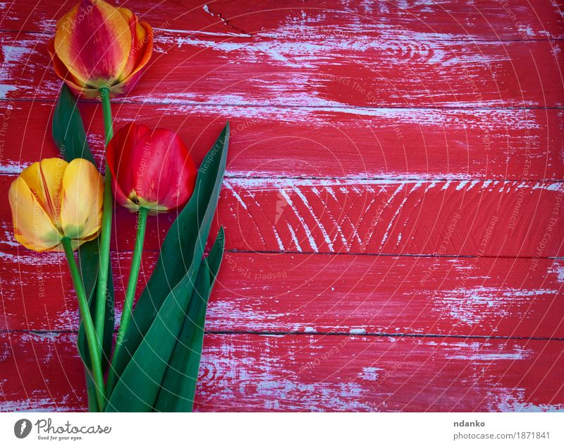 Three tulips on a red wooden background Decoration Easter Wedding Birthday Mother Adults Spring Flower Tulip Blossom Bouquet Wood Love Old Above Retro Speed