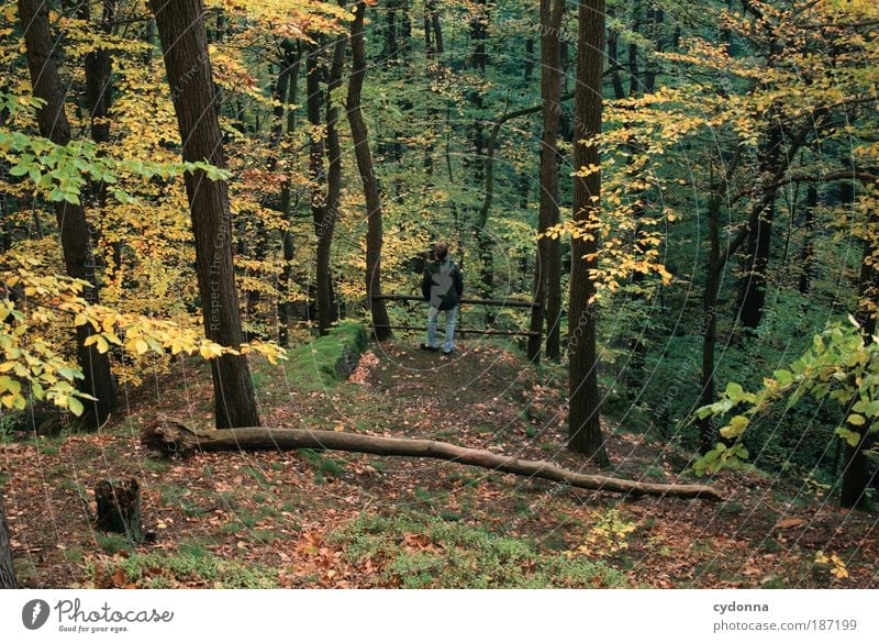 A little man stands in the forest ... Life Harmonious Relaxation Calm Human being Man Adults Environment Nature Landscape Autumn Tree Forest Movement Uniqueness