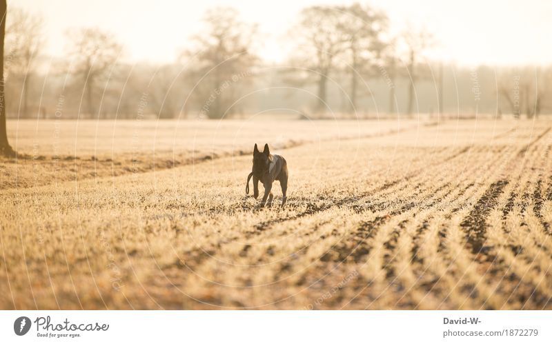 A dog runs across a field at the golden hour Dog Discontinuation Field Walking Winter chill Sunlight Evening sun Yellow Animal Pet Shepherd dog