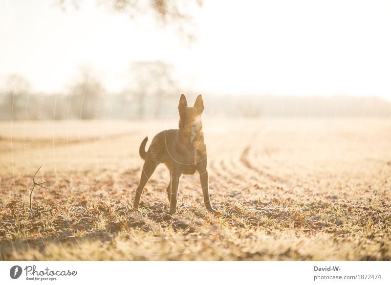 a cold winter morning Dog Winter morning in the morning chill Sun Sunlight sunshine stroll Walk the dog walk To go for a walk Animal Pet Exterior shot