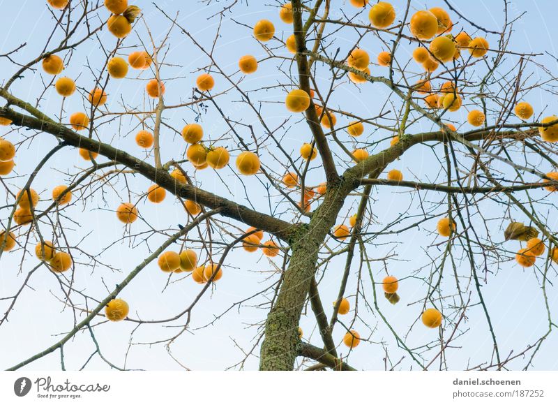 I've decorated the tree before. Cloudless sky Autumn Winter Beautiful weather Tree Exotic Blue Yellow Bizarre Whimsical Surrealism Christmas tree Branch Light