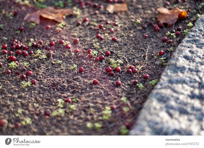 Santa pearls Art Nature Earth Autumn Winter Plant Leaf Fruit Berries Park Street Curbstone Stone Sand Lie Authentic Sharp-edged Simple Truth Communicate Thrifty