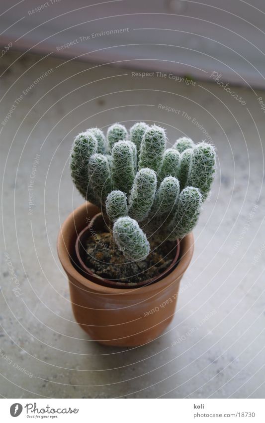 My little green cactus Cactus Small Green Pottery Window board Thorny white spines