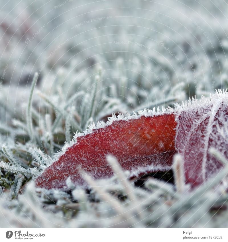 just cold ... Environment Nature Plant Winter Ice Frost Grass Blossom Garden Freeze Lie Authentic Exceptional Cold Small Natural Gray Green Red White Calm