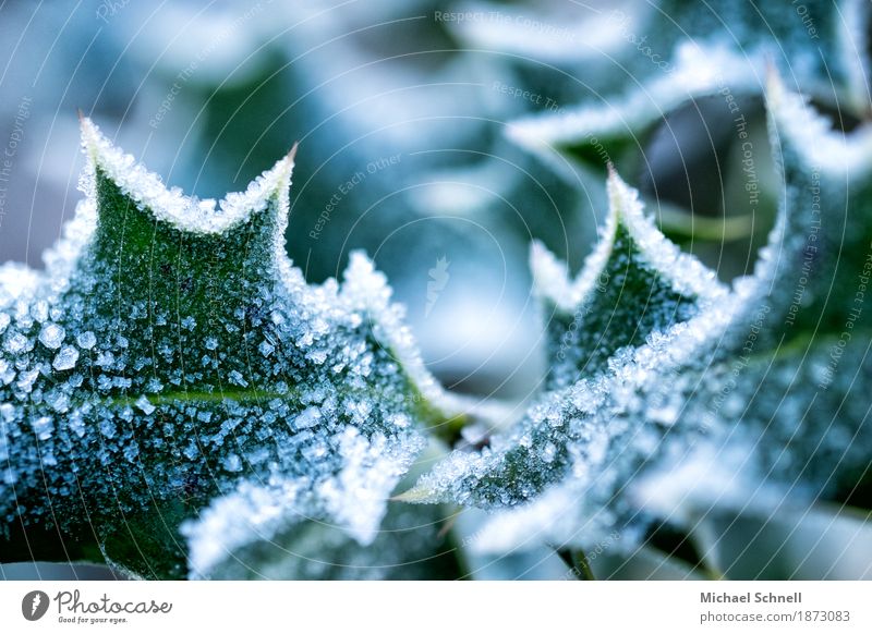 ice-cold Environment Nature Plant Ice Frost Bushes Leaf Foliage plant Holly Garden Cold Thorny Green White Pain Dangerous Climate Colour photo Close-up