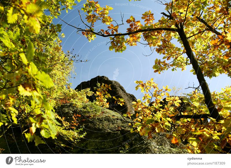 summit Life Well-being Relaxation Calm Environment Nature Cloudless sky Autumn Tree Leaf Forest Rock Mountain Peak Resolve Expectation Idyll