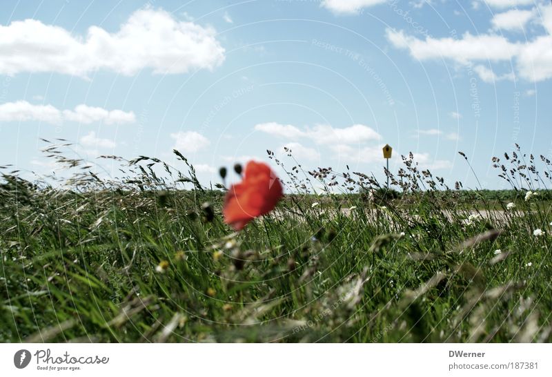 last poppy 2009 Trip Dance Environment Nature Landscape Sky Clouds Sun Sunlight Summer Climate Beautiful weather Plant Flower Grass Meadow Field Blossoming