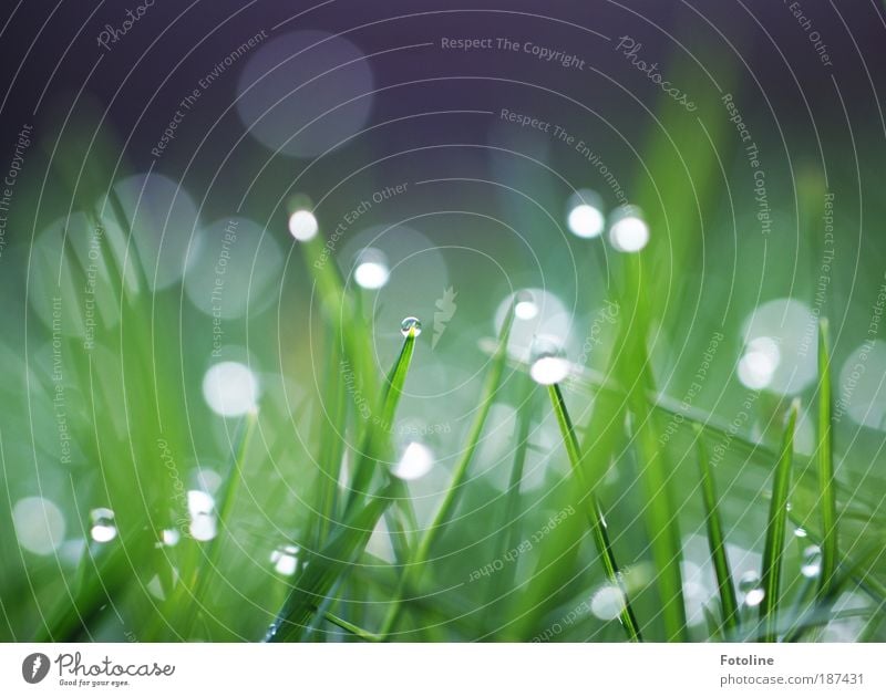 gleam Environment Nature Landscape Plant Elements Air Water Drops of water Spring Summer Climate Weather Beautiful weather Grass Meadow Cool (slang) Bright Cold