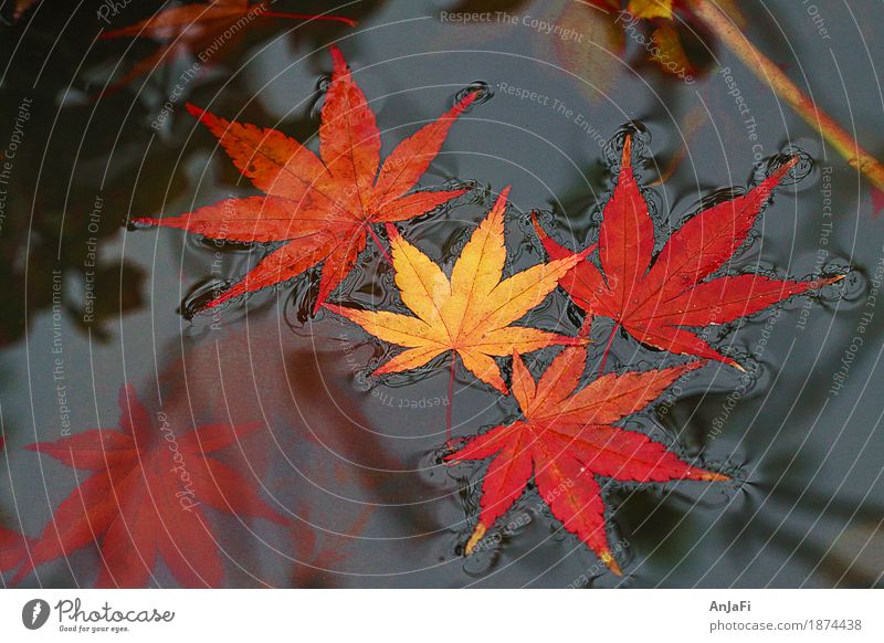 surface tension Nature Autumn Leaf Esthetic Friendliness Multicoloured Yellow Red Beautiful Transience Change Colour photo Exterior shot Close-up Day