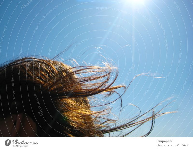 summer memory Beautiful Hair and hairstyles Well-being Summer Feminine Woman Adults Head Air Sky Sun Beautiful weather Wind Brunette Long-haired Breathe