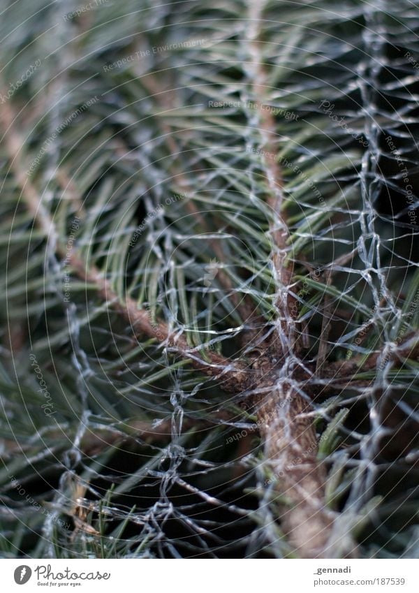 Get me out of here. Fir branch Fir tree Christmas & Advent Christmas tree Green Net Colour photo Exterior shot Deserted Day