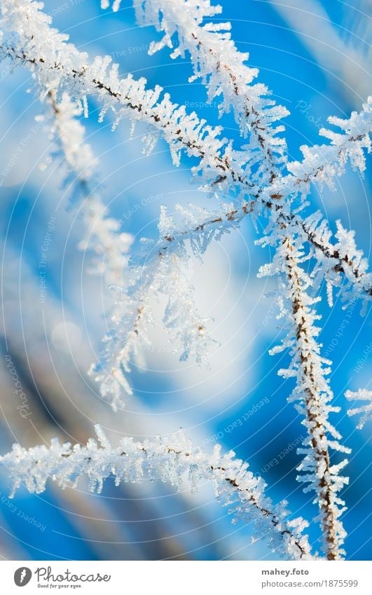 frost work Christmas & Advent Nature Winter Ice Frost Grass Garden Freeze Cold Point Blue White Frostwork Ice crystal Background picture cross cold snap
