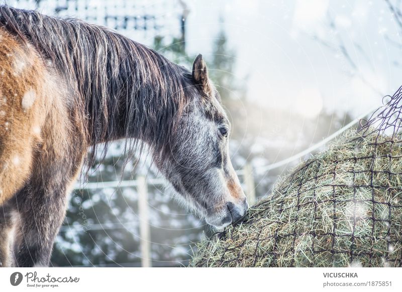 Horse Winter Hay Design Vacation & Travel Snow Nature Beautiful weather Animal 1 Feed hay net Colour photo Exterior shot Copy Space top Day Back-light