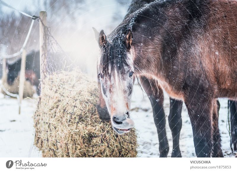 Horses in winter Winter Nature Beautiful weather Animal Animal face Design Snowfall Hay Eating Feed hay net Herd Colour photo Exterior shot Close-up