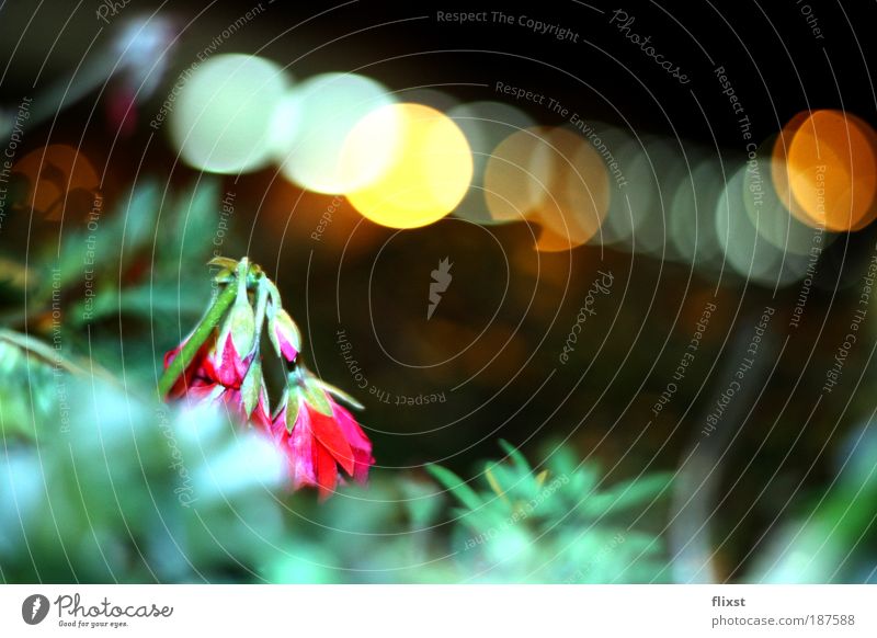 loner Plant Flower Fragrance Natural growth Colour photo Exterior shot Copy Space right Evening Flash photo Shallow depth of field Medicinal plant Weed Limp
