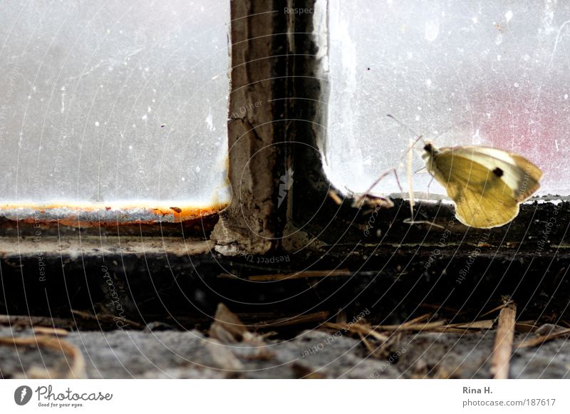 Winter butterfly at the window Butterfly Sit Wait Authentic Yellow Emotions Love of animals Modest Curiosity Hope Longing Loneliness Expectation Mysterious Cold