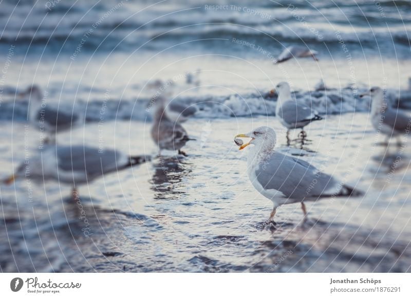 Seagulls in Binz III Beach Ocean Waves Winter Success Sand Water Baltic Sea Bird Group of animals Flock Observe To feed Cold Blue Gull birds Rügen Foraging