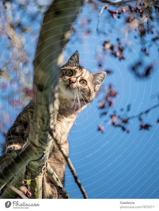 ... and now? Cat has climbed Hunting Climbing Plant Cloudless sky Winter Beautiful weather Hawthorn Garden 1 Animal Observe Athletic Curiosity Blue