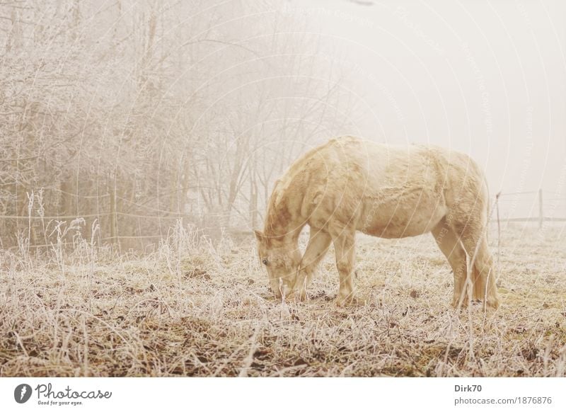 Winter morning on the pasture Ride Nature Landscape Autumn Bad weather Fog Ice Frost Snow Tree Grass Edge of the forest Meadow Pasture Animal Pet Farm animal