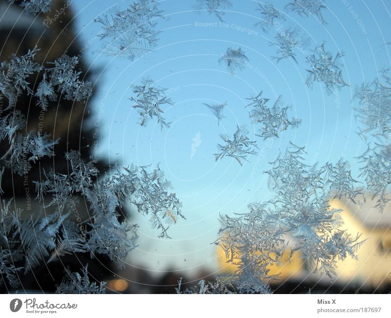 Birthday ice flowers Living or residing Winter Weather Ice Frost Garden Window Door Cold Water Frostwork Pane Minus degrees Colour photo Exterior shot Close-up