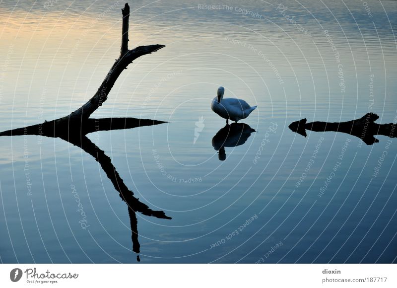 blue hour - 3. The swan Harmonious Calm Environment Nature Animal Water Plant Tree Lake Wild animal Bird Swan Wing 1 Relaxation Crouch Wait Esthetic Elegant