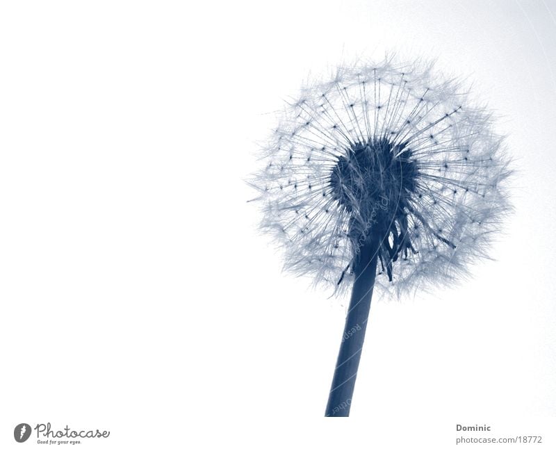 Pustekuchen (-flower) Plant Sky Flower Blossom Blossoming Blue White Beginning Dandelion Seed Exterior shot Copy Space left Copy Space top Copy Space bottom