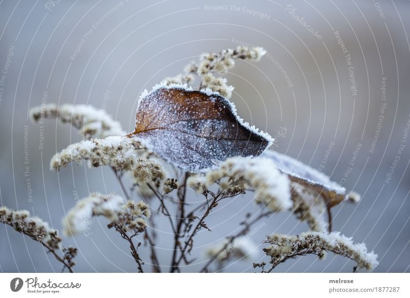 Frozen Environment Nature Winter Ice Frost Plant Grass Bushes Leaf Grass blossom Forest Still Life Ice crystal hoar frost Father Frost amid To hold on