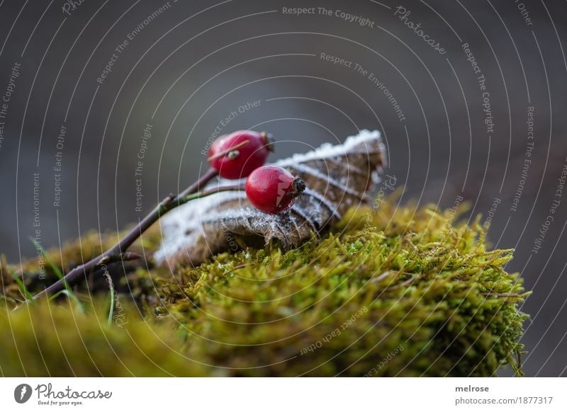 I see red II Berries Rose hip Style Design Environment Nature Winter Climate Weather Beautiful weather Ice Frost Carpet of moss Moss red berries Leaf Frozen
