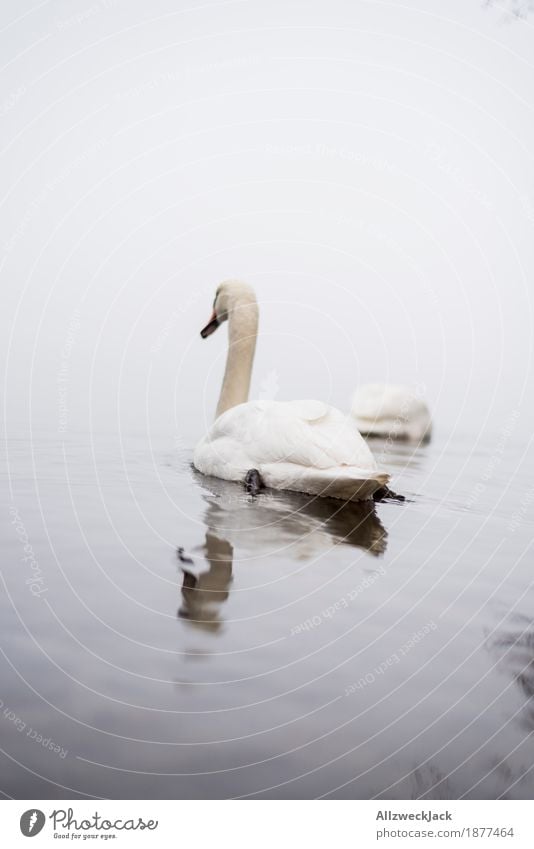Mist Swan Nature Water Bad weather Fog Lakeside River bank Animal Wild animal 2 Pair of animals Gray Calm Colour photo Exterior shot Deserted Day