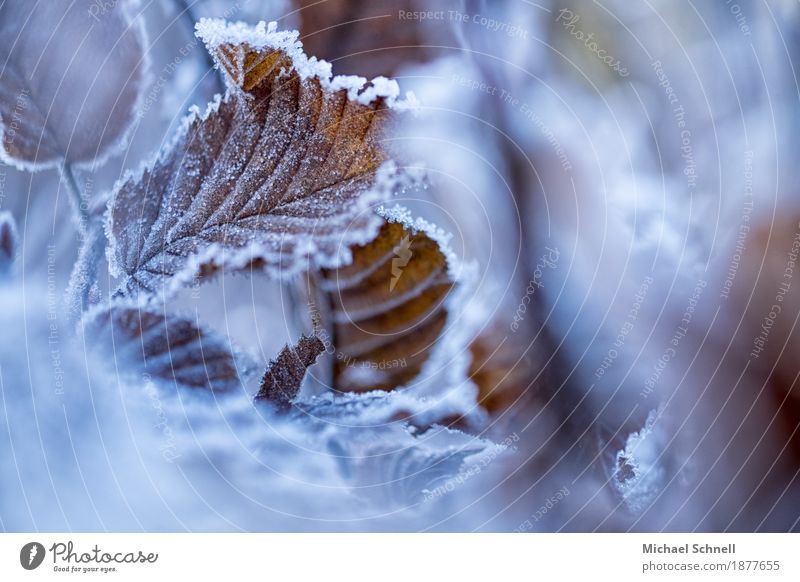Icy Autumn Environment Nature Plant Winter Ice Frost Leaf Cold Natural Brown White Transience Colour photo Subdued colour Exterior shot Copy Space right