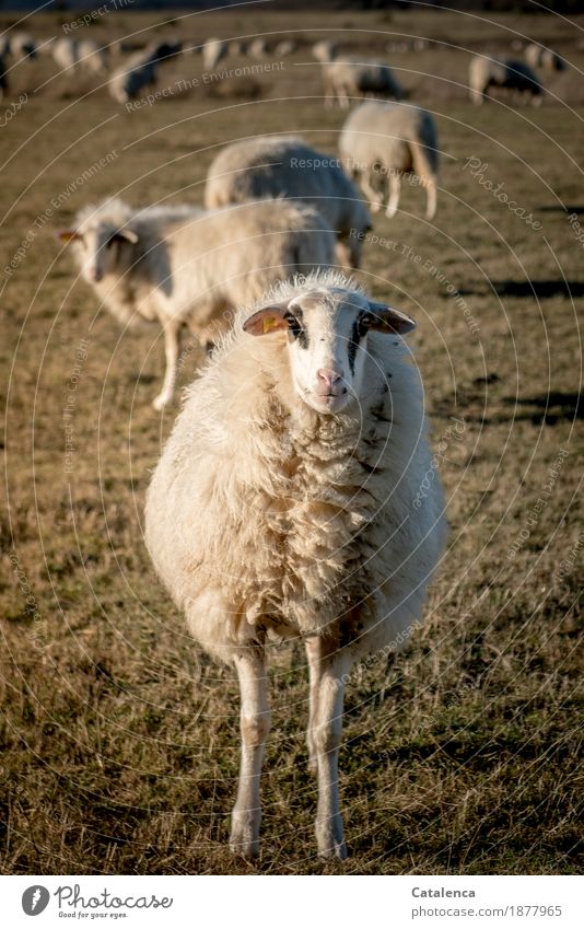 I'm a sheep! Nature Animal Winter Plant Grass Meadow Farm animal Sheep Flock 1 Herd Wool Observe To feed Authentic naturally Curiosity Brown Yellow Gold Black