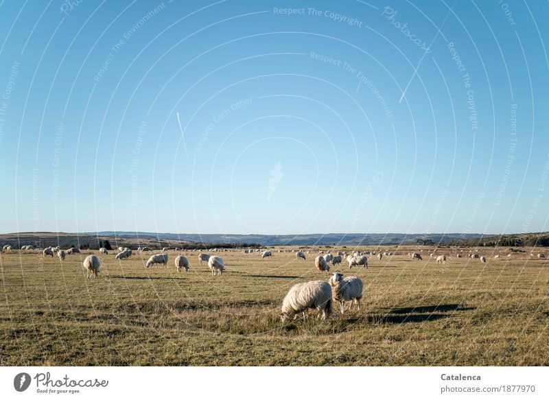 We are sheep, sheep in a pasture Landscape Plant Animal Sky Cloudless sky Winter Beautiful weather Grass Field Nature reserve Aviation Farm animal Sheep Flock