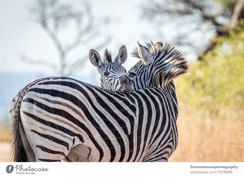 Two bonding Zebras Safari Nature Warm-heartedness Africa South Africa Wildlife Wildlife Photography Animals Conservation Mammal Quagga Kruger Colour photo